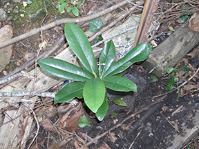 Merrimon magnolia seedling