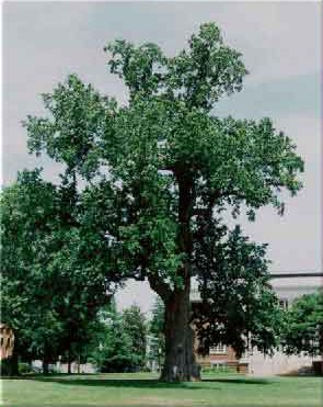 Last living Liberty Tree