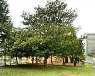 Threatened magnolia tree