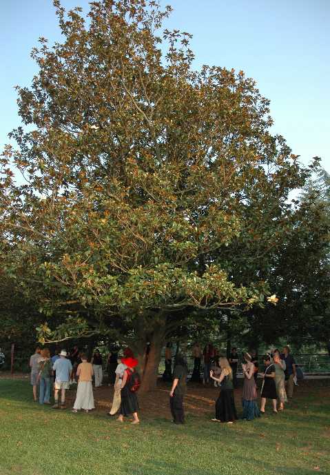 Encircling the stately trees