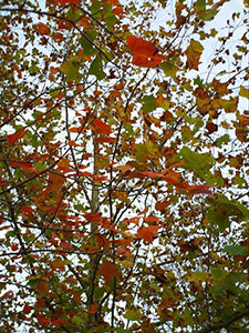 Tree clad in fall colors at Asheville's Free Public Witch Ritual