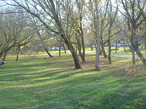 Field and woods at site of Asheville's Free Public Witch Ritual