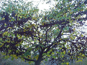 Green and black tree at Asheville's Free Public Witch Ritual